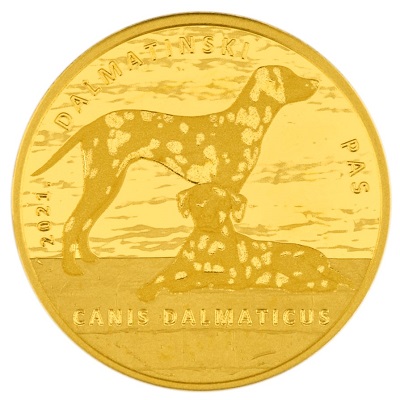 gold coin-dalmatian-dog-1